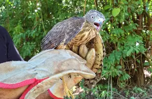 Semarh realiza soltura de 29 aves resgatadas do tráfico no Piauí (Foto: Reprodução)