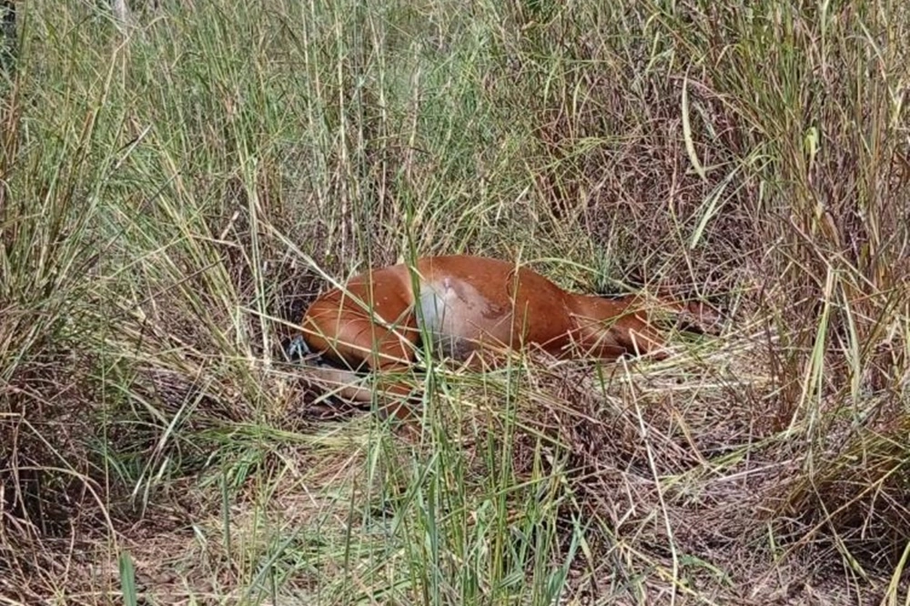 Adolescente entra em desespero após encontrar égua morta no Piauí