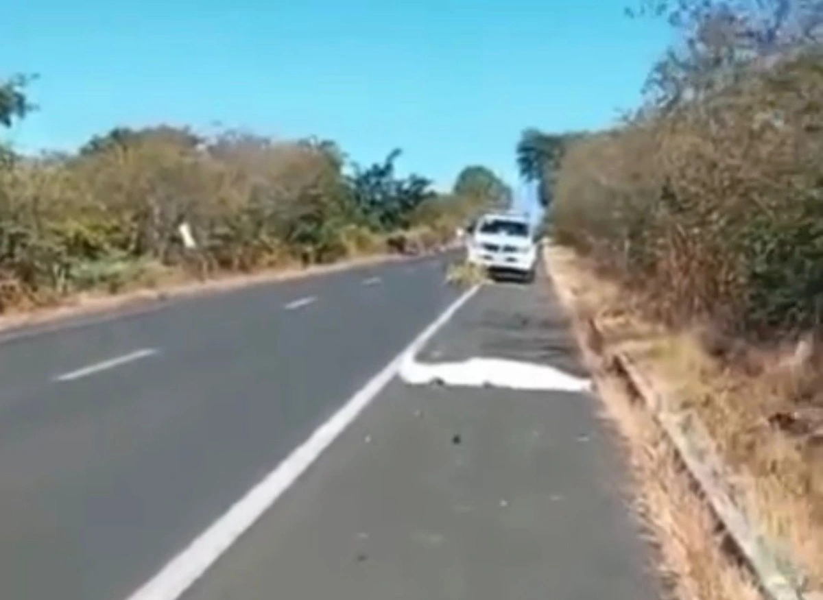 Homem morre atropelado na BR-230 após motorista atingir cachorro na pista