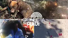 Motorista é preso após arrastar cachorro por ruas da zona Leste de Teresina (Foto: Reprodução)