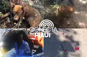 Motorista é preso após arrastar cachorro por ruas da zona Leste de Teresina (Foto: Reprodução)
