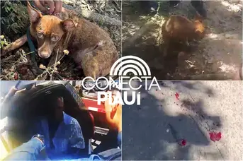 Motorista é preso após arrastar cachorro por ruas da zona Leste de Teresina