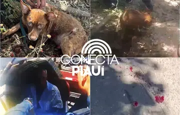 Motorista é preso após arrastar cachorro por ruas da zona Leste de Teresina