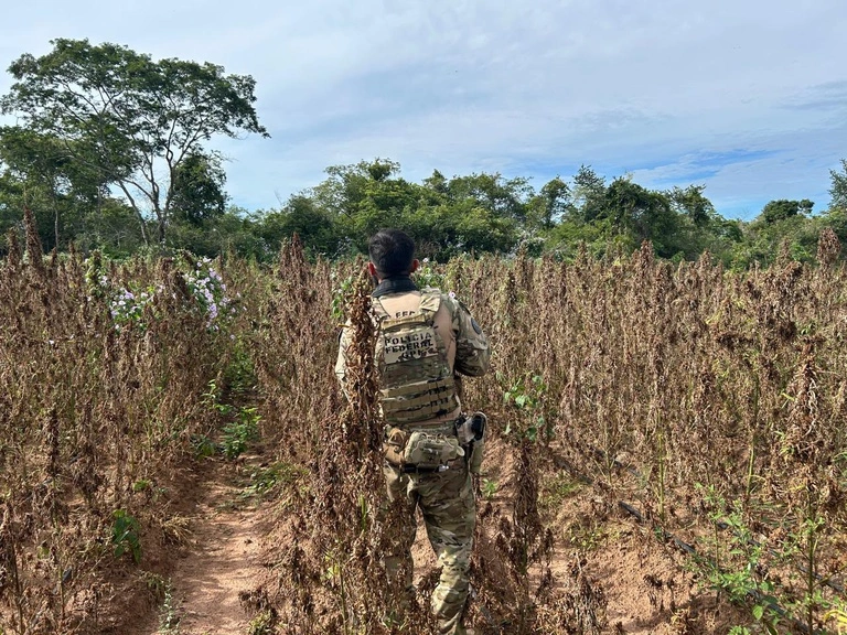PF destrói plantação de maconha e apreende estrutura de produção no Piauí