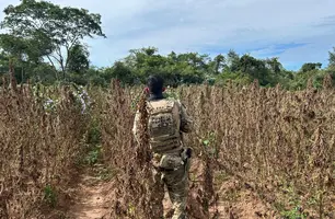PF destrói plantação de maconha e apreende estrutura de produção no Piauí (Foto: Divulgação/Polícia Federal)
