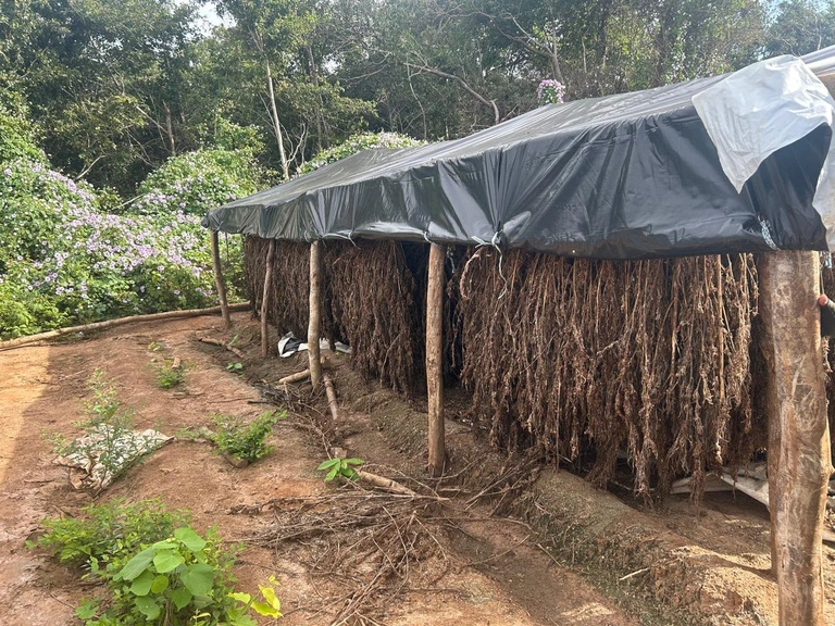 PF destrói plantação de maconha e apreende estrutura de produção no Piauí