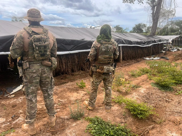 PF destrói plantação de maconha e apreende estrutura de produção no Piauí