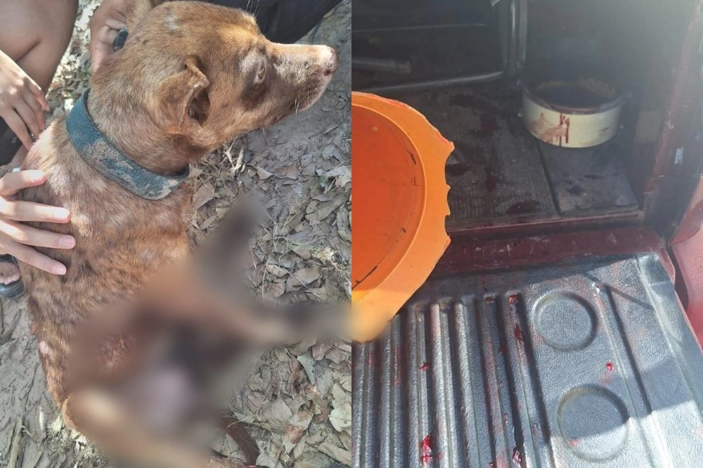 PM prende homem por maus-tratos após cão ser arrastado por veículo em Teresina