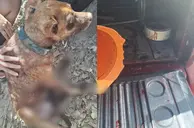 PM prende homem por maus-tratos após cão ser arrastado por veículo em Teresina
