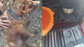PM prende homem por maus-tratos após cão ser arrastado por veículo em Teresina (Foto: Reprodução)