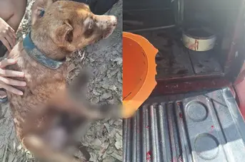 PM prende homem por maus-tratos após cão ser arrastado por veículo em Teresina