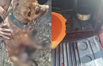 PM prende homem por maus-tratos após cão ser arrastado por veículo em Teresina