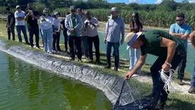 Produção de camarão abre novas oportunidades para produtores piauienses (Foto: Reprodução)
