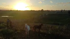 Quase 100 animais são retirados de rodovias durante operação em Luís Correia (Foto: Reprodução)