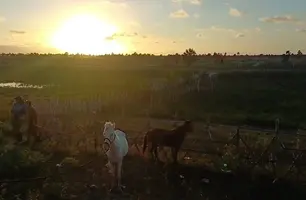 Quase 100 animais são retirados de rodovias durante operação em Luís Correia (Foto: Reprodução)