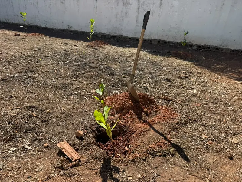 Semana do Meio Ambiente registra participação histórica de municípios piauienses