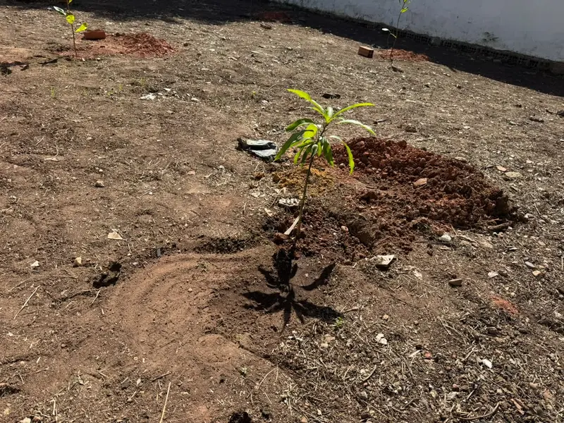 Semana do Meio Ambiente registra participação histórica de municípios piauienses