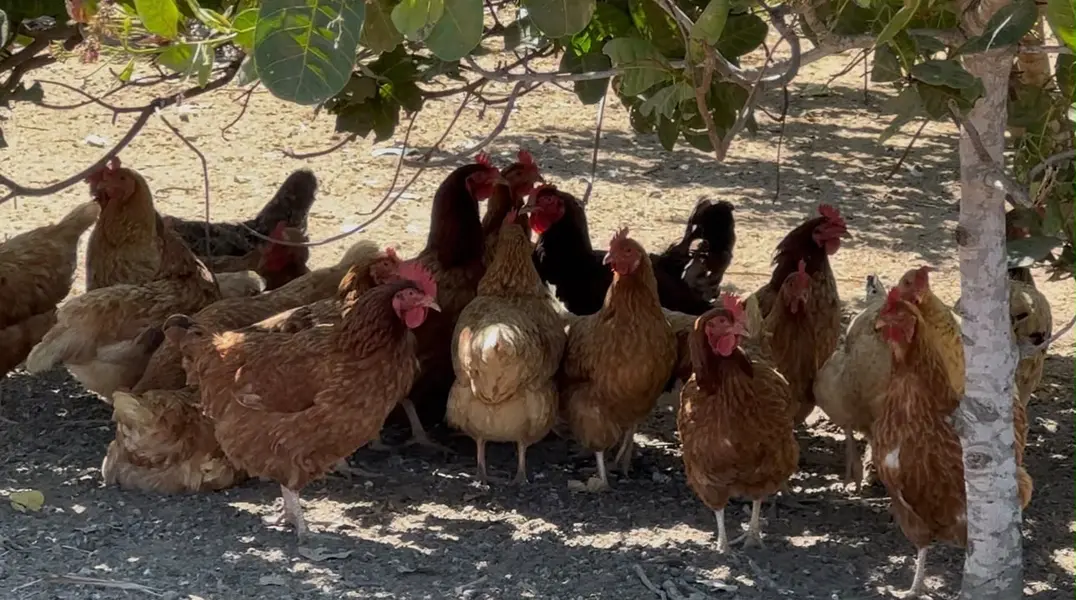 Agricultora vence desafios e faz da agricultura familiar um legado, em Picos