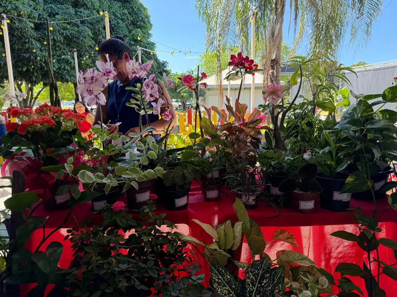 Artesanato, biojoias e doces atraem público na Feira da Agricultura Familiar