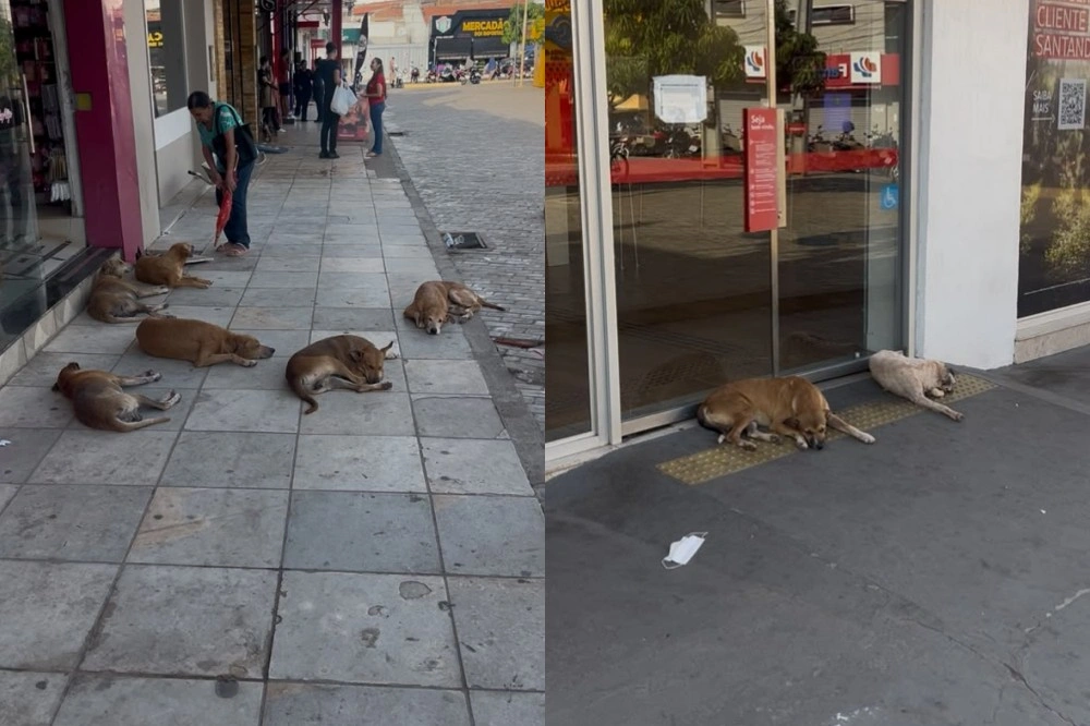 Cães em situação de rua buscam alívio do calor em frente às lojas em Picos
