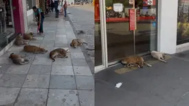 Cães em situação de rua buscam alívio do calor em frente às lojas em Picos (Foto: Reprodução)