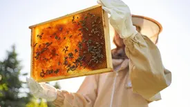 Cinco produtos do Piauí escapam de nova tarifa dos EUA (Foto: Reprodução)