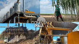 Comvap inicia safra 2026/2027 com expectativa de produção recorde no Piauí (Foto: Conecta Piauí)