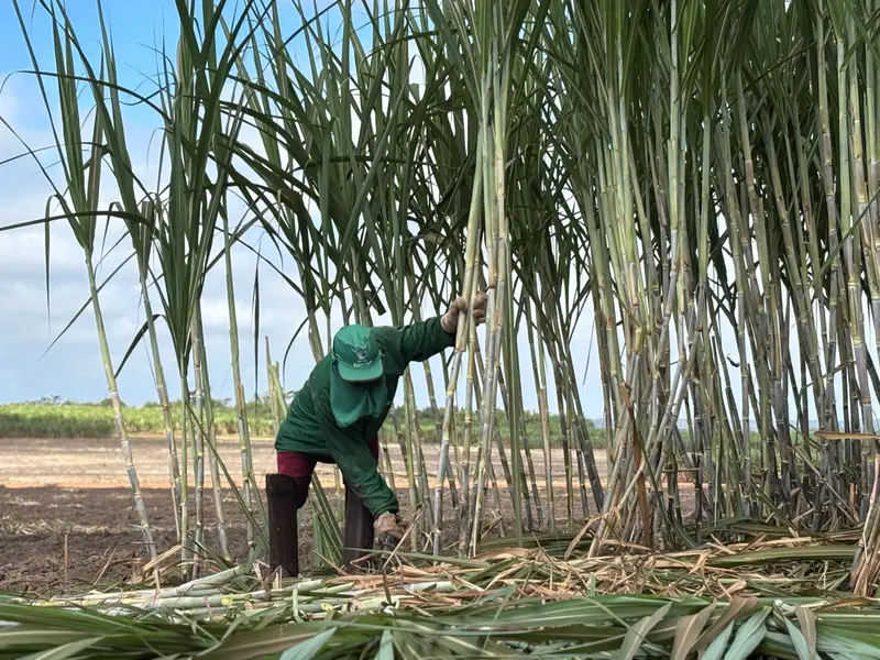 Comvap inicia safra 2026/2027 com expectativa de produção recorde no Piauí