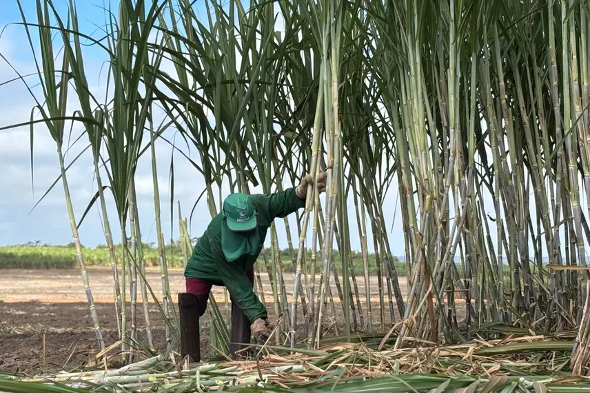 Comvap inicia safra 2026/2027 com expectativa de produção recorde no Piauí