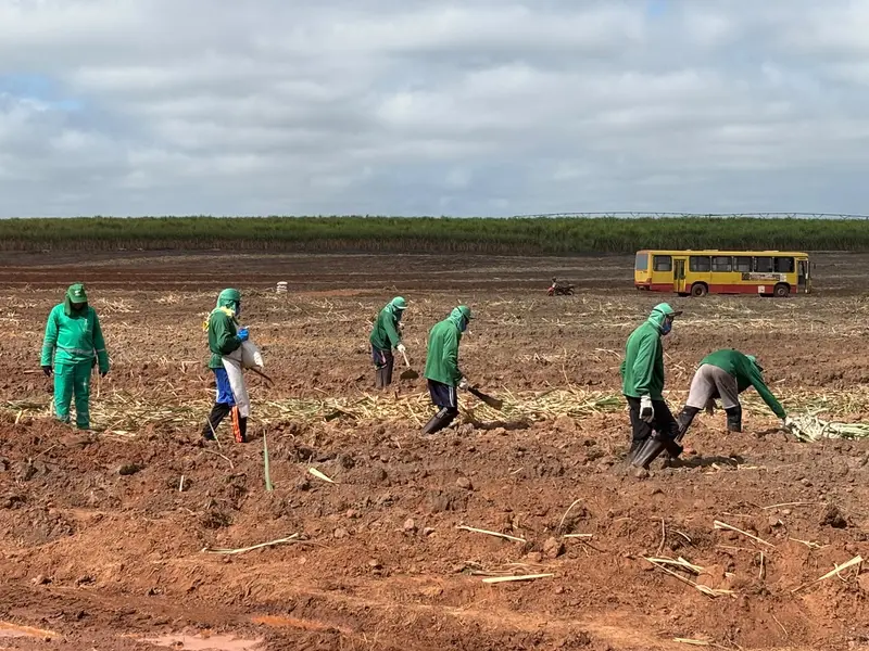 Comvap inicia safra 2026/2027 com expectativa de produção recorde no Piauí