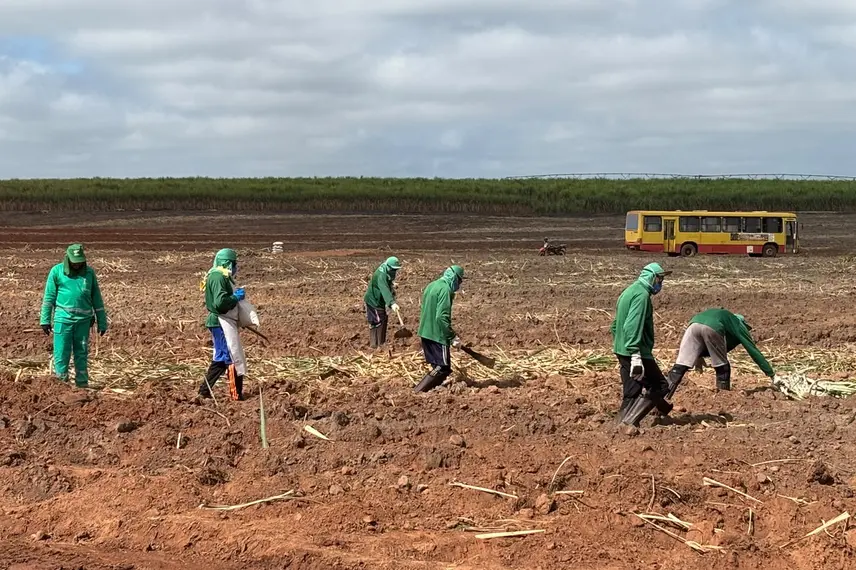 Comvap inicia safra 2026/2027 com expectativa de produção recorde no Piauí