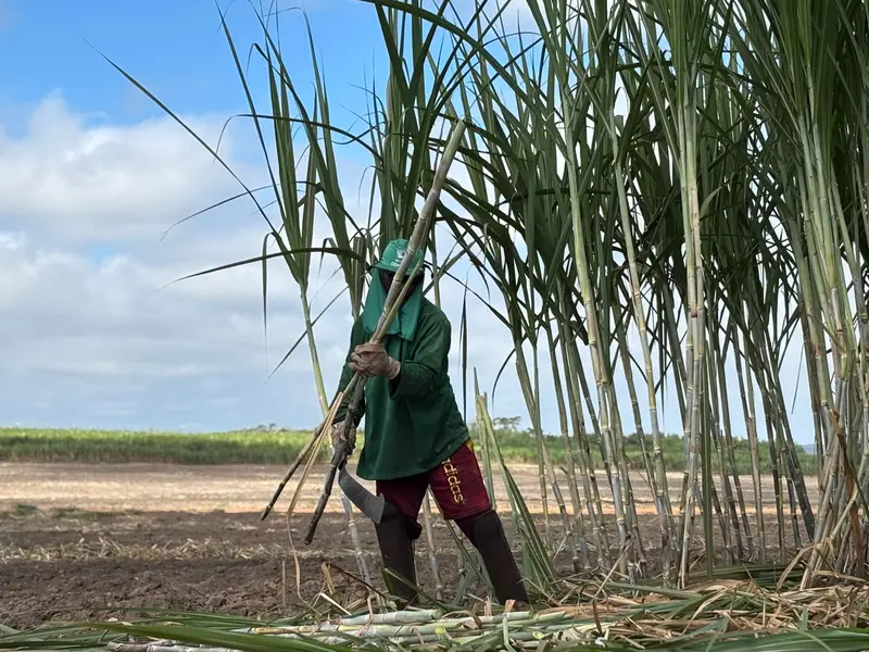 Comvap inicia safra 2026/2027 com expectativa de produção recorde no Piauí
