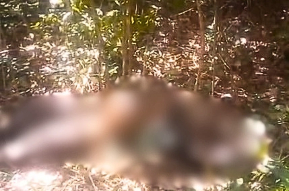 Corpo é encontrado em estado de decomposição em matagal na zona Sul de Teresina