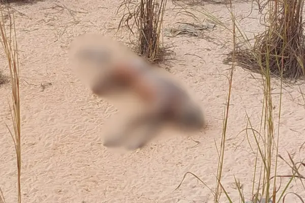 Corpo em avançado estado de decomposição é encontrado na zona Sul de Teresina