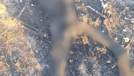 Corpo em decomposição é encontrado próximo a aterro sanitário no Sul do Piauí (Foto: Reprodução)