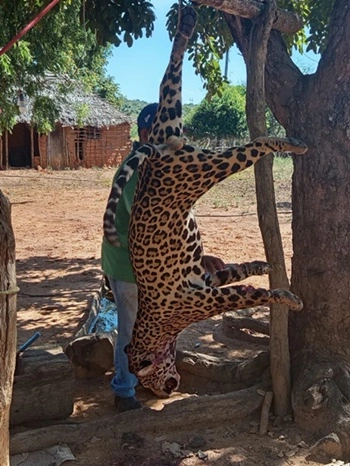 Onça-pintada é morta a tiros no interior do Maranhão
