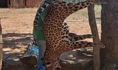 Onça-pintada é morta a tiros no interior do Maranhão