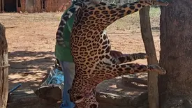 Onça-pintada é morta a tiros no interior do Maranhão (Foto: Reprodução)