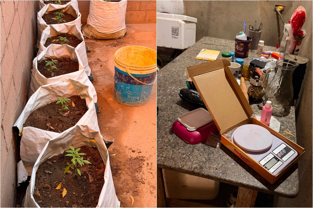 Operação contra o tráfico cumpre nove mandados e apreende mudas de maconha