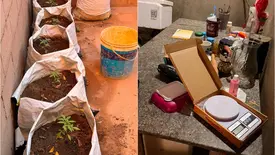Operação contra o tráfico cumpre nove mandados e apreende mudas de maconha (Foto: Reprodução)