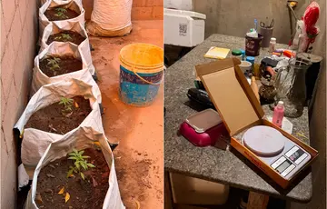 Operação contra o tráfico cumpre nove mandados e apreende mudas de maconha