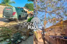 Responsável não possuía autorização ambiental; animais serão avaliados após apreensão