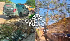 Polícia Ambiental resgata 16 aves silvestres mantidas em cativeiro em Teresina