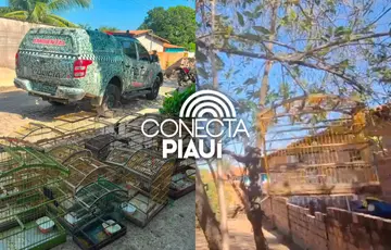 Responsável não possuía autorização ambiental; animais serão avaliados após apreensão