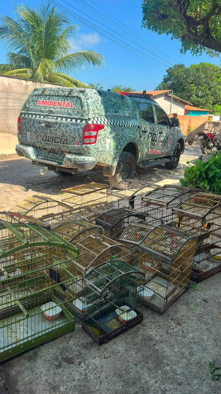 Responsável não possuía autorização ambiental; animais serão avaliados após apreensão